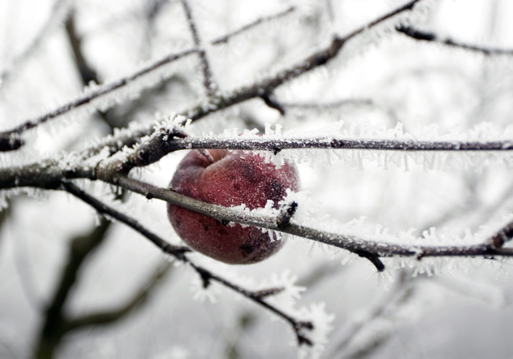 Fournisseur de cidre de glace