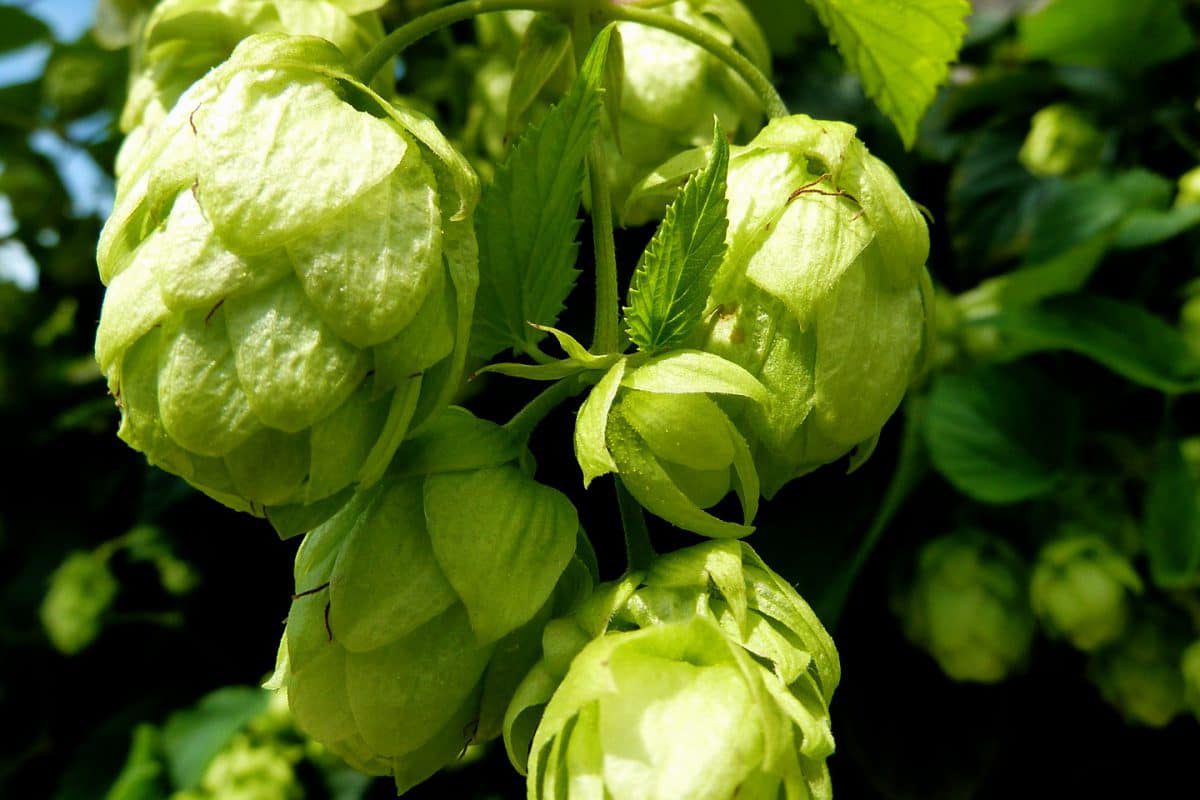 Houblon Houblon