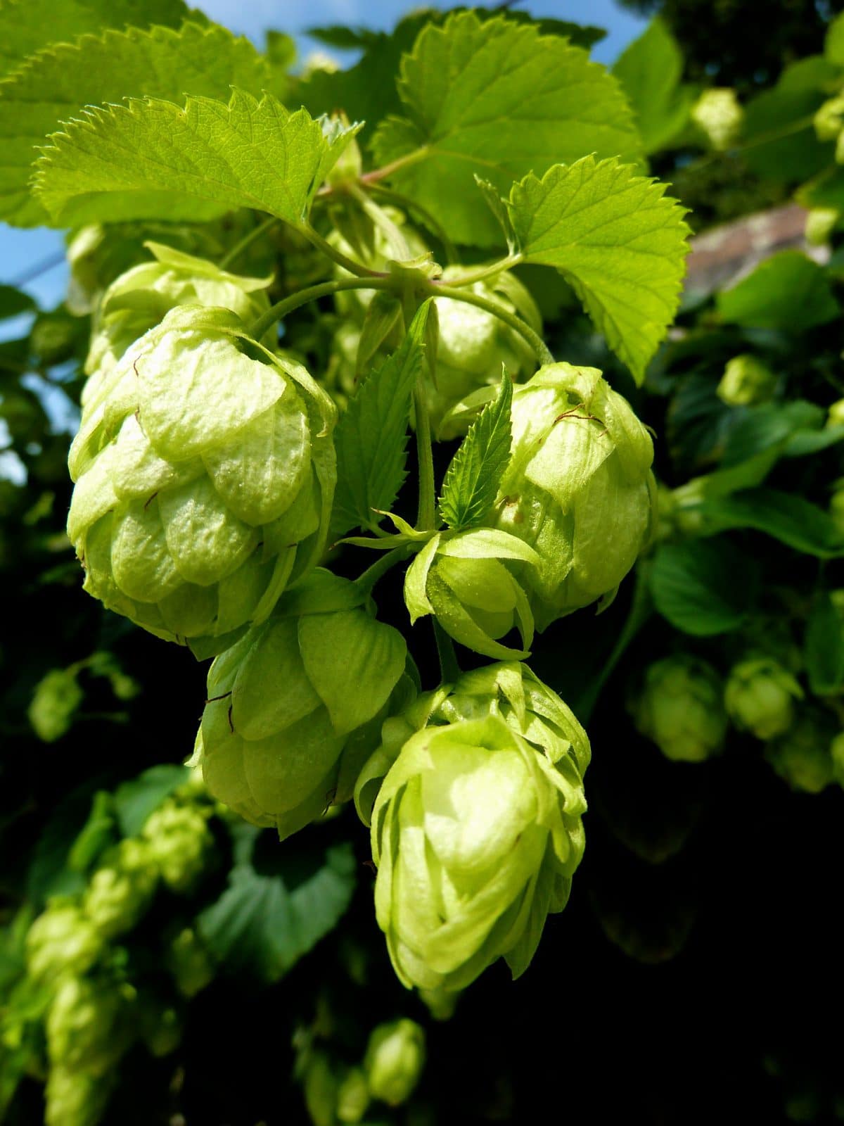 Houblon