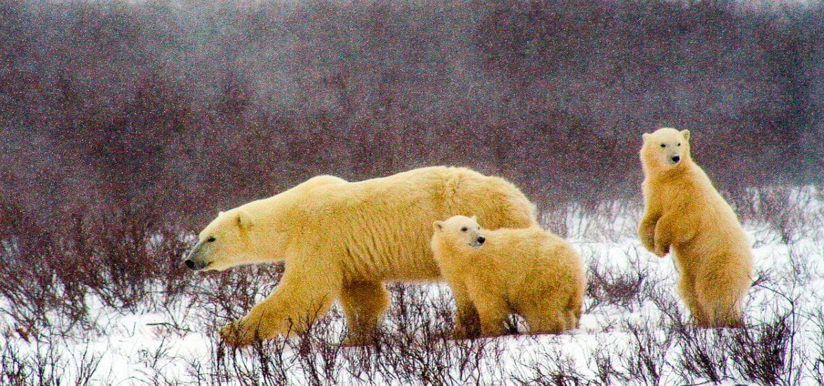 polar-bear-and-cubs-2821902_1280-2